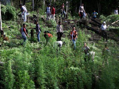 Pemusnahan Ladang Ganja Antara Foto