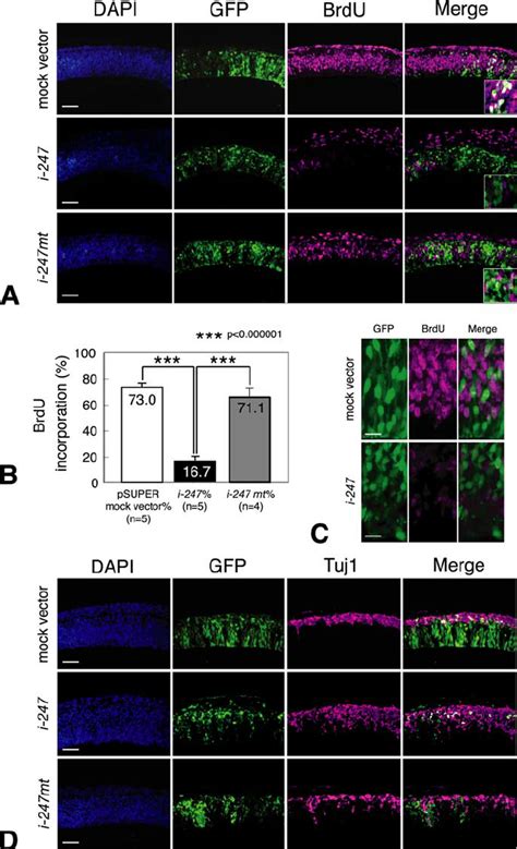 Reduction Of Fabp In Neuroepithelial Cells Is Associated With