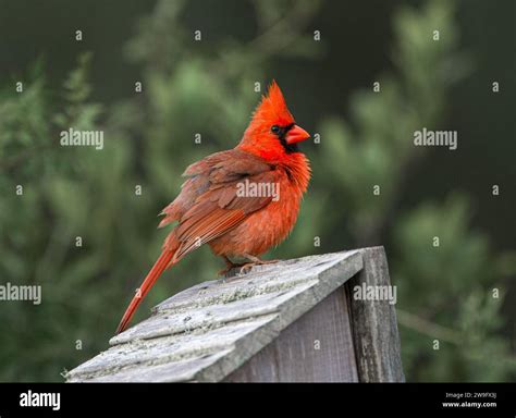 Fluffy Male Northern Cardinal Cardinalis Cardinalis Perched On Roof