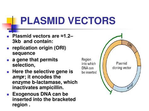 Ppt Principles Of Cloning Vectors And Cloning Strategies Powerpoint Presentation Id 6595152