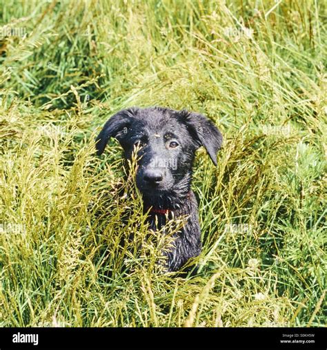 Cute Puppy Dog Sitting In Grass Stock Photo Alamy