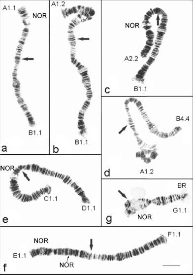 Polytene Chromosomes Of Chironomus Annularius Meigen A Chromosome Ab