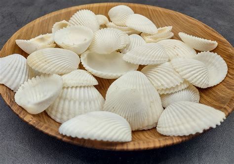 Coco Clam Seashells 20 Shells Approx 15 Inches Clam Shell Great