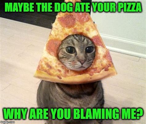 pizza cat Memes - Imgflip