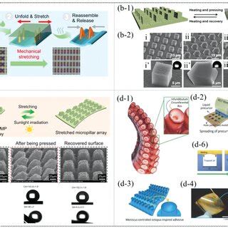 Light Stimulusresponse Of Hybrid Micronano Array Surfaces A Sem