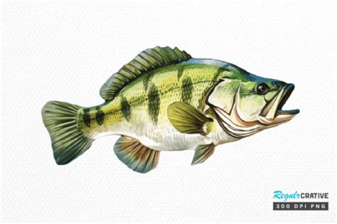 Bass Fishing Watercolor Art Clipart Png Graphic By Regulrcrative