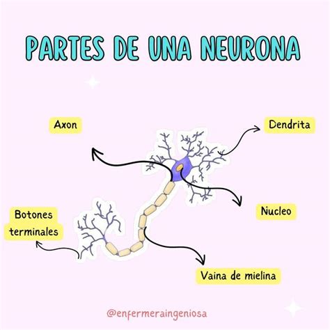 Partes De Una Neurona Carina Noriega Udocz