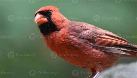 Red Cardinal With Black Feathers on His Face 9093685 Stock Photo at ...