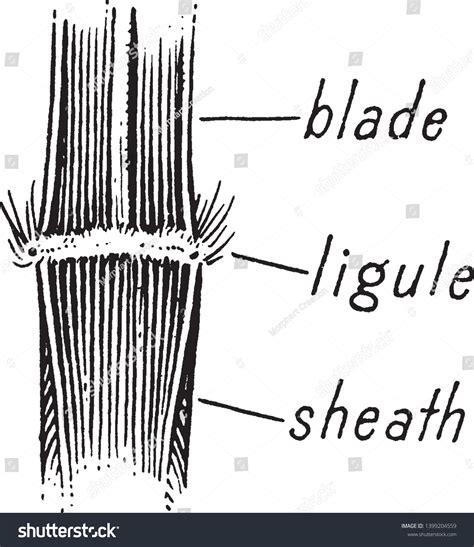 Leaf Ligule Junction Leaf Sheath On Stock Vector (Royalty Free ...