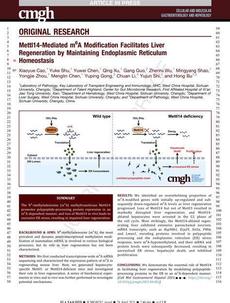 Pdf Mettl Mediated M A Modification Facilitates Liver Regeneration