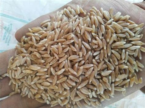 Golden 25 Kg Organic Khapli Wheat At Rs 140 Kg In Multai ID