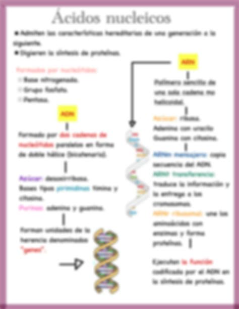 Solution A Cidos Nucleicos Bioqui Mica Studypool