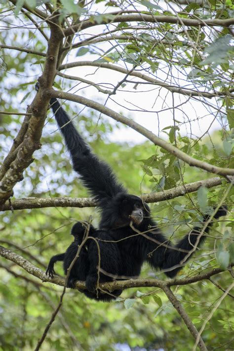 Category Gibbons Lend A Hand