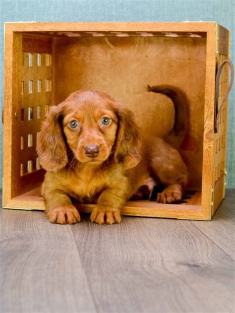 The Doxie Puppy - Inspiration Station