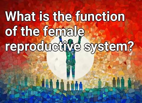 What Is The Function Of The Female Reproductive System Lifeextension