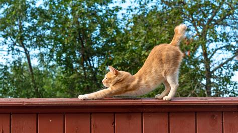 Por qué tu gato se estira al verte las 5 razones principales