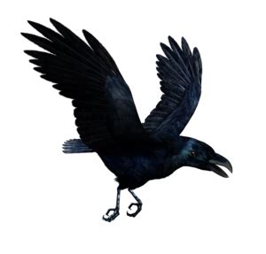 Raven Clip Arts - Download free Raven PNG Arts files.