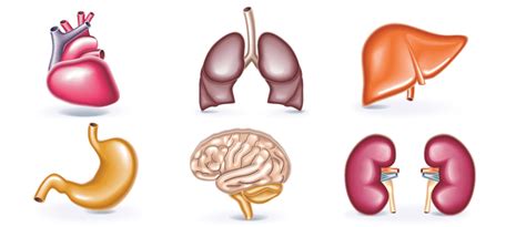 Organos Vitales Del Cuerpo Humano Y Sus Funciones Dinami