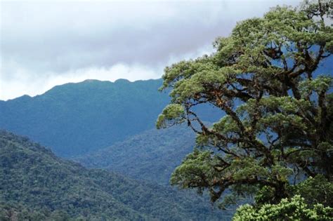 Cajamarca Aprueba Plan Maestro Para Conservaci N De P Ramos Y Bosques