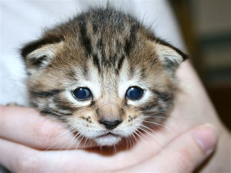 The rarest breeds at Oshawa Humane Society needing homes 13