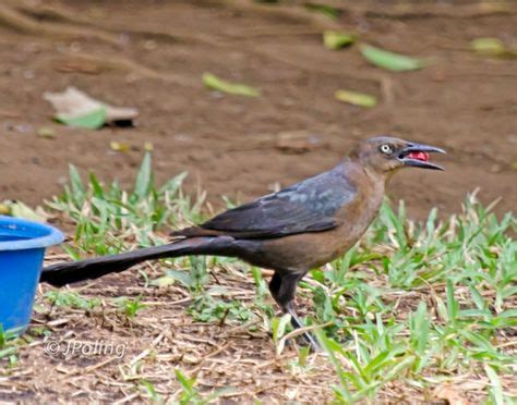 8 Birds from Nicaragua ideas | nicaragua, trip, birds