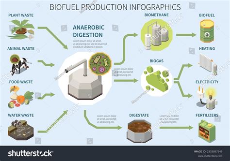 Biofuel Production Infographics Poster Types Organic Stock Vector