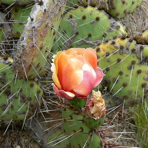 Opuntia Phaeacantha Seeds Tulip Prickly Pear Seeds