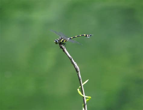 Golden Ringed Dragonfly - PixaHive