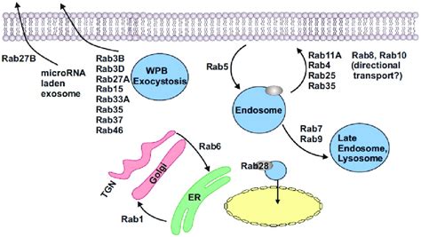 Rab GTPases And Their Known Functions In Endothelial And Smooth Muscle