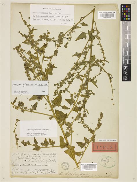 atriplex glabriuscula edmondston plants   world  kew science
