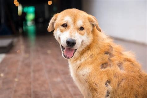 La Teigne Chez Le Chien Sympt Mes Et Traitement Naturel