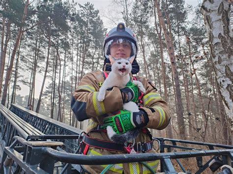 Kot utknął na drzewie Z pomocą przyszli strażacy