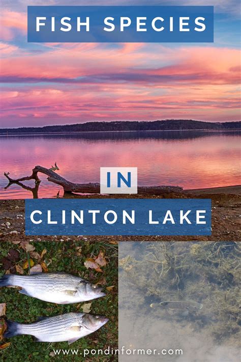 List Of Fish Species In Clinton Lake Updated Artofit