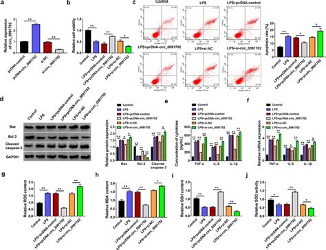 Circ Alleviated Lps Induced Hk Cell Injury A Hk Cells Were