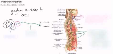 anatomy of sympathetic Diagram | Quizlet