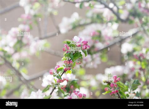 Closeup Showing Abundant Apple Blossom Malus Pumila Malus Domestica