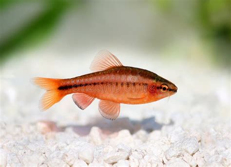 Cherry Barb Puntius Titteya Freshwater Aquarium Fish Stock Photo