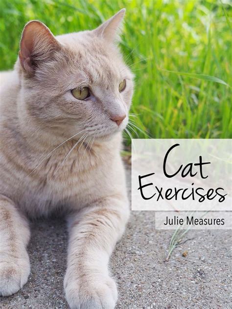 5 Cat Exercises To Get Your Cat Moving - Julie Measures