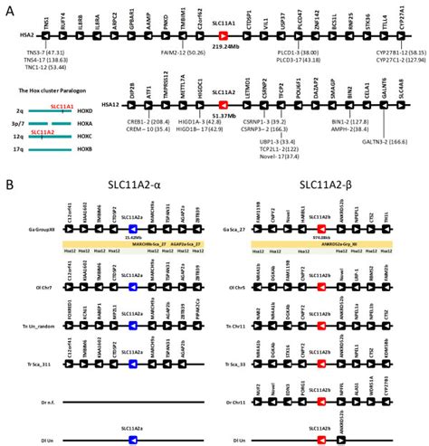 Chromosomal Location Of The Human SLC11A1 And SLC11A2 Genes A And