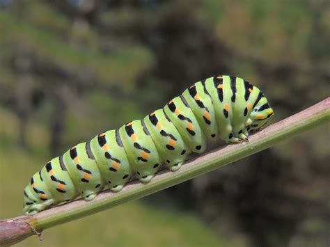 Papilio Machaon Caterpillar Common Yellow Swallowtail Flickr