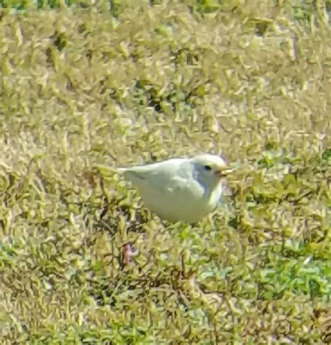 Rare white bird or normal white bird? : r/whatsthisbird