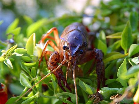 Free Picture Crawfish Crawdads Crayfish