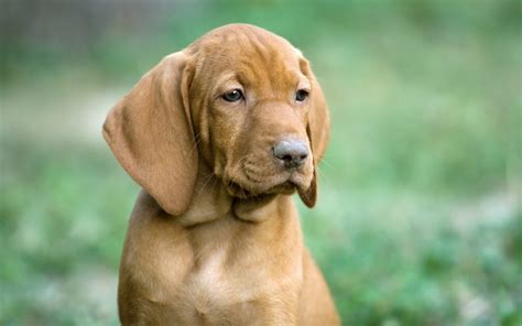 2560x1600 / Puppy, Dog, Ears, Big-eared, Muzzle, Sadness wallpaper
