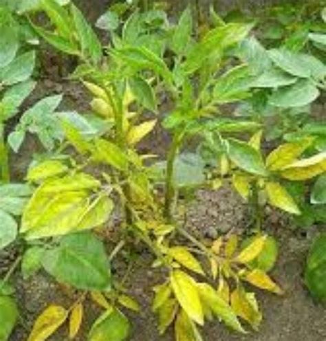 The Causes and Solutions of Nitrogen Deficiency in Plants