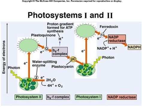 Photosynthesis 1