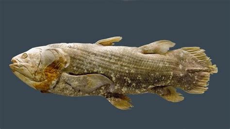 The Creature Feature 10 Fun Facts About The Coelacanth 45 Off