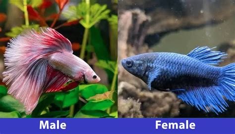 Male Vs Female Betta Fish Whats The Difference With Pictures Hepper