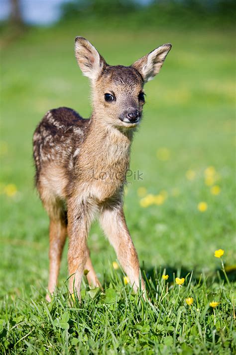 Cute Baby Deer Standing On The Grass Picture And Hd Photos Free