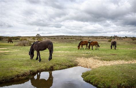 New Forest Equestrian Holidays | Shepherds Hut | New Forest Glamping