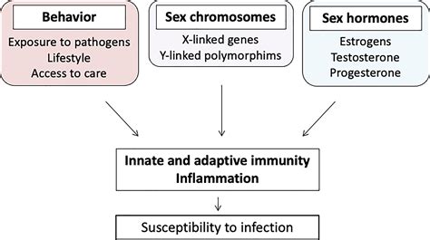 Frontiers Sexual Dimorphism And Gender In Infectious Diseases